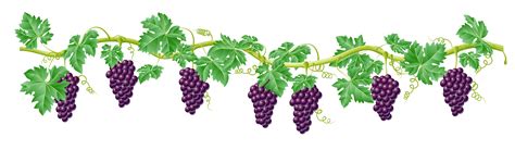 bunch png black. . Grape vine clip art